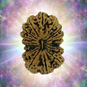15 Mukhi 33.87 mm 8.394 gm