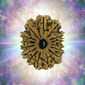 15 Mukhi 33.88 mm 4.442 gm