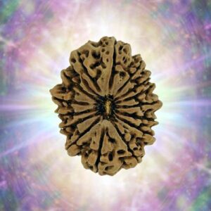 15 Mukhi 34.23 mm 7.368 gm