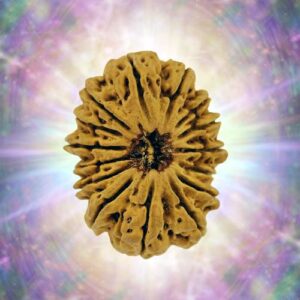 15 Mukhi 35.01 mm 5.564 gm