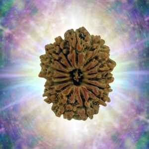 15 Mukhi 35.63 mm 6.170 gm