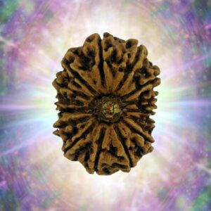 15 Mukhi 36.72 mm 8.533 gm