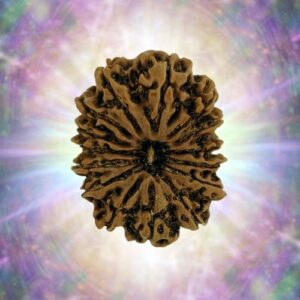 15 Mukhi 38.55 mm 9.797 gm