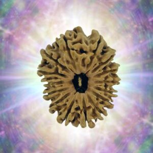 15 Mukhi 43.27 mm 10.802 gm