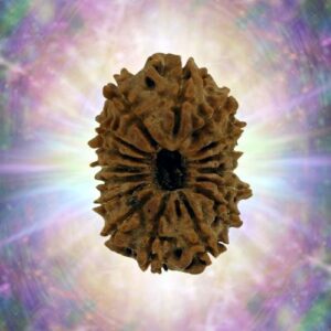 16 Mukhi 23.91 mm 2.730 gm