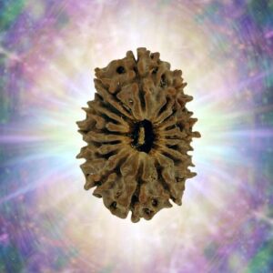 16 Mukhi 25.32 mm 3.034 gm