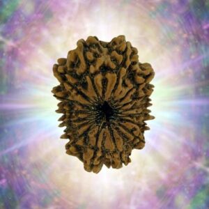16 Mukhi 26.75 mm 3.449 gm