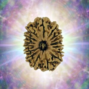 16 Mukhi 28.12 mm 4.658 gm