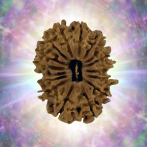 16 Mukhi 28.87 mm 4.517 gm