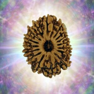 16 Mukhi 29.53 mm 4.919 gm