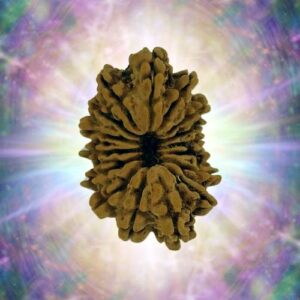 16 Mukhi 30.60 mm 5.443 gm