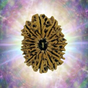 16 Mukhi 30.71 mm 5.302 gm