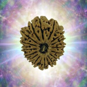 16 Mukhi 31.27 mm 6.320 gm