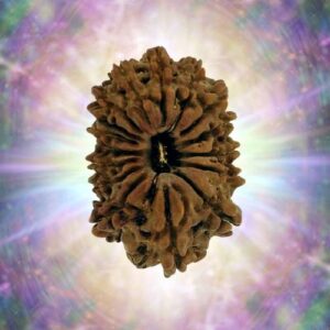 16 Mukhi 33.08 mm 6.999 gm
