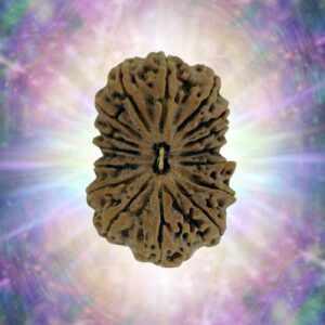 16 Mukhi 33.26 mm 5.742 gm