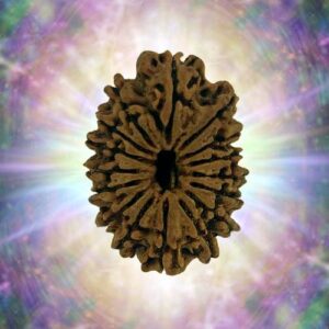 16 Mukhi 33.28 mm 3.360 gm