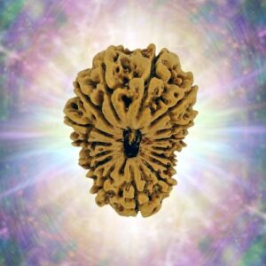 16 Mukhi 34.36 mm 8.088 gm