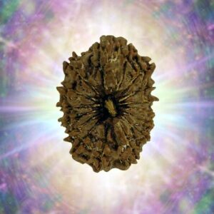 16 Mukhi 35.08 mm 7.577 gm