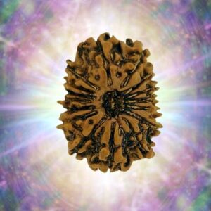 16 Mukhi 35.71 mm 9.138 gm