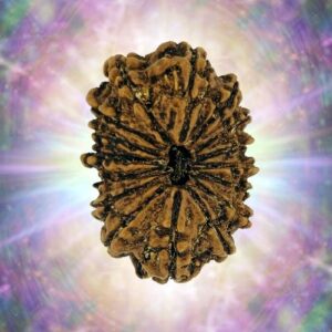 16 Mukhi Gaurishankar 37.83 mm 5 gm