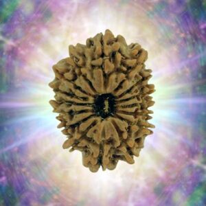 16 Mukhi 38.22 mm 7.864 gm