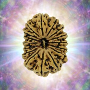 16 Mukhi 22.36 mm 1.762 gm