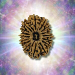 16 Mukhi 25.01 mm 2.765 gm