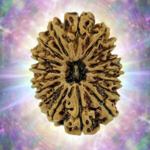 16 Mukhi 30.82 mm 5.705 gm