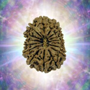 16 Mukhi 31.09 mm 5.647 gm