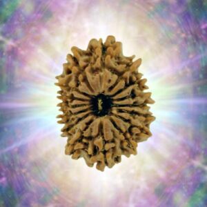 16 Mukhi 32.20 mm 5.876 gm