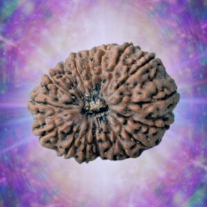 17 Mukhi Indonesian