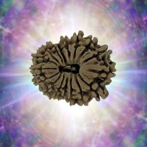 17 Mukhi Rudraksha 22.07 mm 2.047 gm