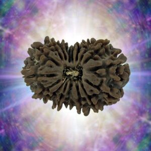 17 Mukhi Rudraksha 24.38 mm 2.775 gm