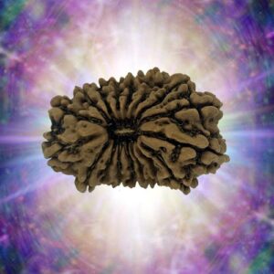 17 Mukhi Rudraksha 26.26 mm 2.939 gm