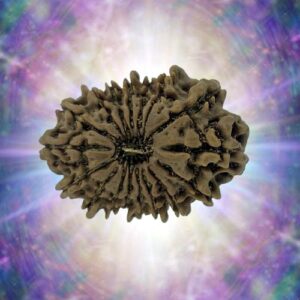 17 Mukhi Rudraksha 26.46 mm 3.207 gm