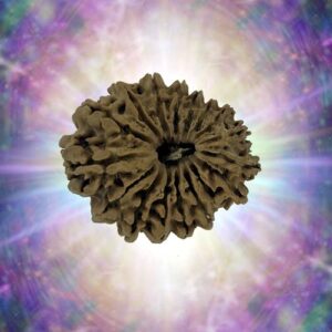 17 Mukhi Rudraksha 26.86 mm 2.999 gm