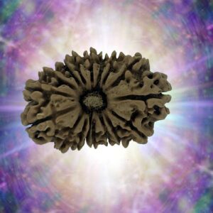 17 Mukhi Rudraksha 27.72 mm 3.26 gm