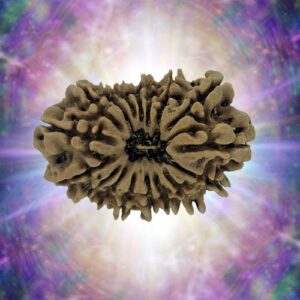 17 Mukhi Rudraksha 28.42 mm 3.87 gm