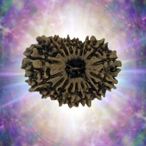 17 Mukhi Rudraksha 29.23 mm 3.764 gm