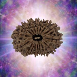 17 Mukhi Rudraksha 29.50 mm 4.565 gm