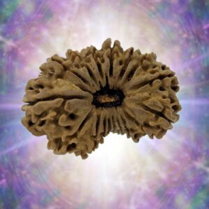 17 Mukhi Rudraksha 30 mm 4.051 gm