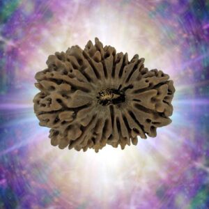 17 Mukhi Rudraksha 30.03 mm 4.046 gm