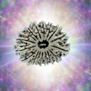 17 Mukhi Rudraksha 30.46 mm 4.999 gm