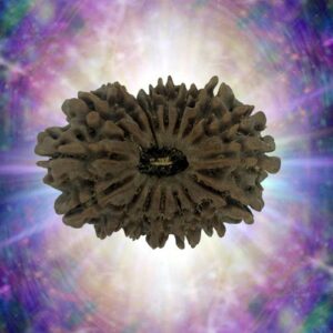 17 Mukhi Rudraksha 30.77 mm 5.652 gm