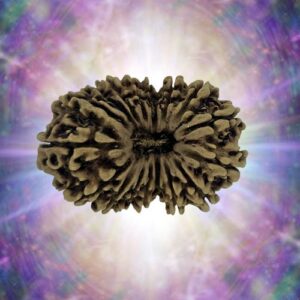 17 Mukhi Rudraksha 31.09 mm 3.282 gm