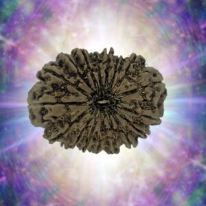 17 Mukhi Rudraksha 31.36 mm 5.346 gm