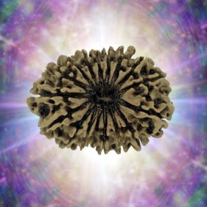 17 Mukhi Rudraksha 31.64 mm 4.721 gm