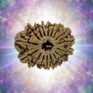 17 Mukhi Rudraksha 33.28 mm 7.347 gm