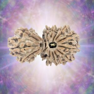 17 Mukhi Rudraksha Gaurishankar 34.18 mm 4.448 gm