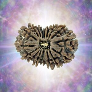 17 Mukhi Rudraksha 34.31 mm 6.831 gm